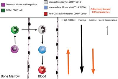 Inherited and Environmental Factors Influence Human Monocyte Heterogeneity